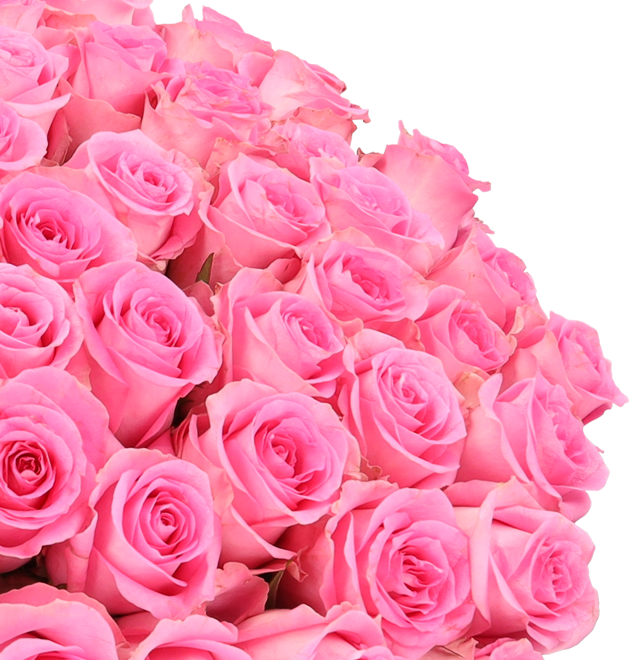 Rosenstrauß mit 50 pinken Rosen bestellen BlumeIdeal de